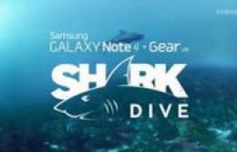 Shark Diving in the desert Shark Diving in the desert